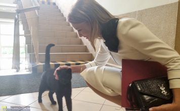 Kocur Draki przyszedł przywitać się z panią burmistrz