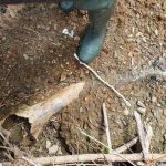 Książnice. Jest potwierdzenie – to kość mamuta!