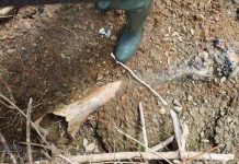 Książnice. Jest potwierdzenie – to kość mamuta!