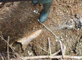 Książnice. Jest potwierdzenie – to kość mamuta!