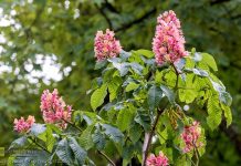 🟢📸 Na Plantach posadzono nowe kasztanowce – ZDJĘCIA