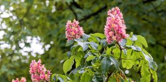 🟢📸 Na Plantach posadzono nowe kasztanowce – ZDJĘCIA