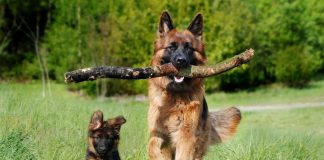 Bochnia. Wybieg dla psów ma powstać przy os. Niepodległości. Zlecono wykonanie koncepcji – MAPA