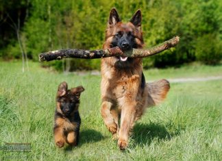 Bochnia. Wybieg dla psów ma powstać przy os. Niepodległości. Zlecono wykonanie koncepcji – MAPA