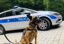 Dzień Psa. Owczarki Malka i Lord służą w bocheńskiej policji – WIDEO