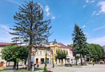 Rynek w Brzesku. Trzeba wyciąć blisko 100-letni świerk. Na jego miejsce posadzą młode drzewo