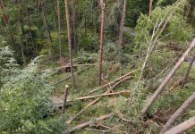 Zakaz wstępu do lasu. W Puszczy Niepołomickiej trwa sprzątanie po burzach
