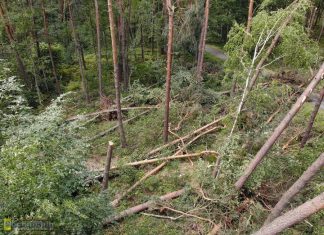 Zakaz wstępu do lasu. W Puszczy Niepołomickiej trwa sprzątanie po burzach