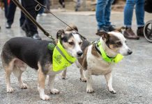 Bochnia. Święto ulicy Wolnica – także dla czworonogów!