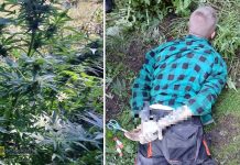 Policja zlikwidowała plantację konopii indyjskich koło Gdowa