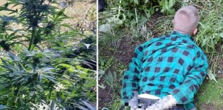 Policja zlikwidowała plantację konopii indyjskich koło Gdowa