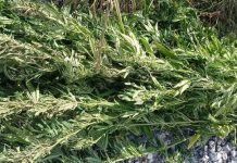 Krzaki konopi indyjskich w Cikowicach przy A4