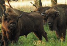 Co się dzieje w Nadleśnictwie Niepołomice? – WIDEO