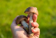 Sezon na grzyby w pełni. W Bochni porad udziela klasyfikator grzybów