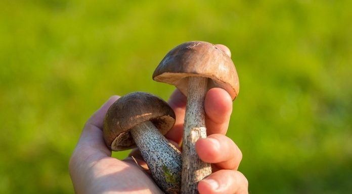 Sezon na grzyby w pełni. W Bochni porad udziela klasyfikator grzybów