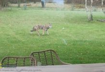 Wilk pojawił się przed tarasem domu koło Bochni – WIDEO