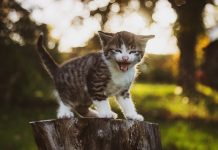 Miasto Bochnia ogłosiło drugi przetarg na wyłapywanie bezdomnych zwierząt