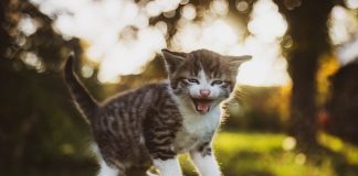 Miasto Bochnia ogłosiło drugi przetarg na wyłapywanie bezdomnych zwierząt