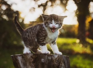 Miasto Bochnia ogłosiło drugi przetarg na wyłapywanie bezdomnych zwierząt