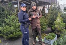 Kontrole sprzedaży choinek w Brzesku – policja i strażnicy leśni przeciw nielegalnej wycince