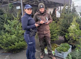 Kontrole sprzedaży choinek w Brzesku – policja i strażnicy leśni przeciw nielegalnej wycince