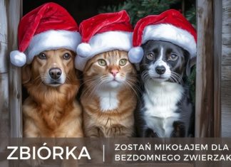 Niepołomice dla psiaków – zimowa zbiórka na rzecz schroniska w Łętkowicach