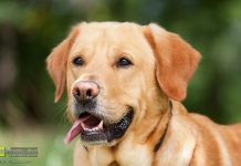 Policjanci odnaleźli zaginionego psa terapeutycznego