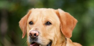 Policjanci odnaleźli zaginionego psa terapeutycznego