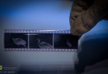 Duża dotacja dla Muzeum Niepołomickiego na digitalizację zbiorów legendy polskiej fotografii przyrodniczej