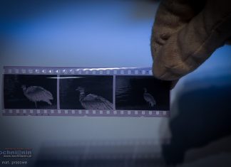 Duża dotacja dla Muzeum Niepołomickiego na digitalizację zbiorów legendy polskiej fotografii przyrodniczej