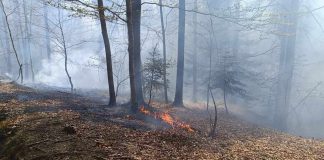 Duży pożar lasu w gminie Lipnica Murowana. Z żywiołem walczyło ponad 100 strażaków