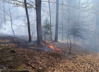 Duży pożar lasu w gminie Lipnica Murowana. Z żywiołem walczyło ponad 100 strażaków