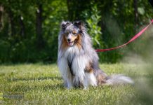 Z psem weselej w Niepołomicach – ZDJĘCIA