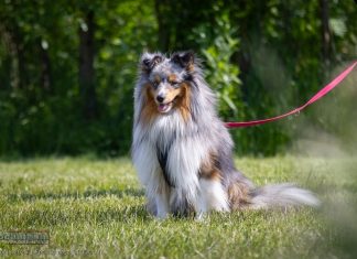 Z psem weselej w Niepołomicach – ZDJĘCIA