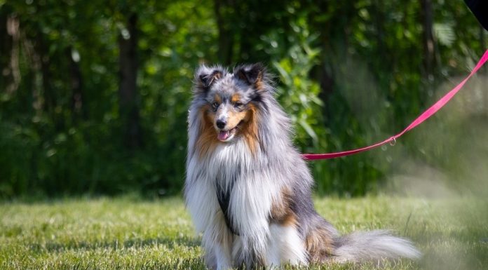 Z psem weselej w Niepołomicach – ZDJĘCIA