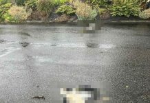 Burza zabiła młode bociany w Nieszkowicach Wielkich