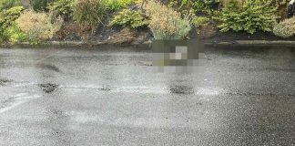 Burza zabiła młode bociany w Nieszkowicach Wielkich