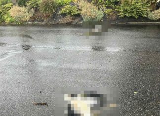 Burza zabiła młode bociany w Nieszkowicach Wielkich