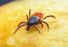 Małopolska. Kleszcze i borelioza w natarciu. Już ponad 9 tysięcy osób leczyło się z chorób odkleszczowych