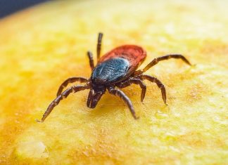 Małopolska. Kleszcze i borelioza w natarciu. Już ponad 9 tysięcy osób leczyło się z chorób odkleszczowych