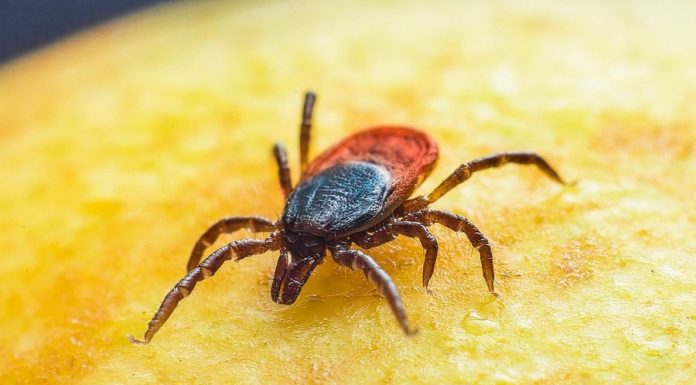 Małopolska. Kleszcze i borelioza w natarciu. Już ponad 9 tysięcy osób leczyło się z chorób odkleszczowych