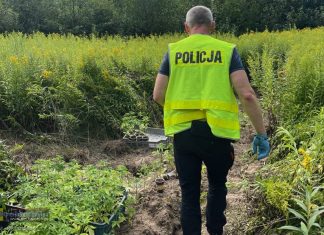 Plantacja 300 krzewów konopi zlikwidowana przez brzeskich kryminalnych