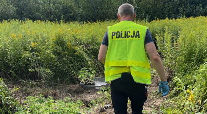 Plantacja 300 krzewów konopi zlikwidowana przez brzeskich kryminalnych