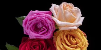 🔸 Symbolika kolorów kwiatów – co oznacza czerwony, różowy, biały bukiet?