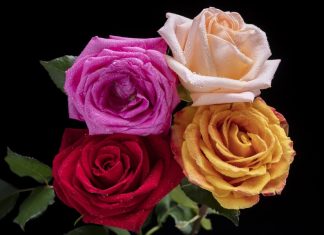 🔸 Symbolika kolorów kwiatów – co oznacza czerwony, różowy, biały bukiet?