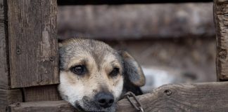 Sejm przyjął tzw. „ustawę łańcuchową”. Przeciw głosowało troje posłów z naszego regionu