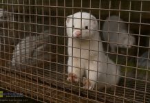 Sejm za zakazem hodowli zwierząt na futra. Jak głosowali nasi posłowie?