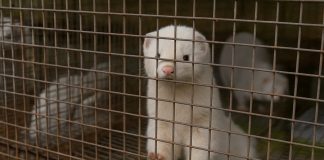 Sejm za zakazem hodowli zwierząt na futra. Jak głosowali nasi posłowie?