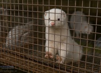 Sejm za zakazem hodowli zwierząt na futra. Jak głosowali nasi posłowie?