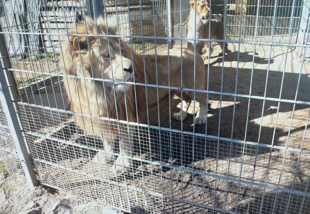 Mieszkaniec Czchowa nielegalnie trzymał lwy i tygrysa – grozi mu 5 lat więzienia